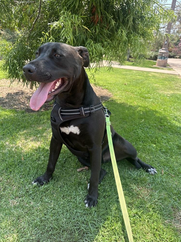 Morocco, a Adoptable mixed breed in Bonita, CA image 1/6
