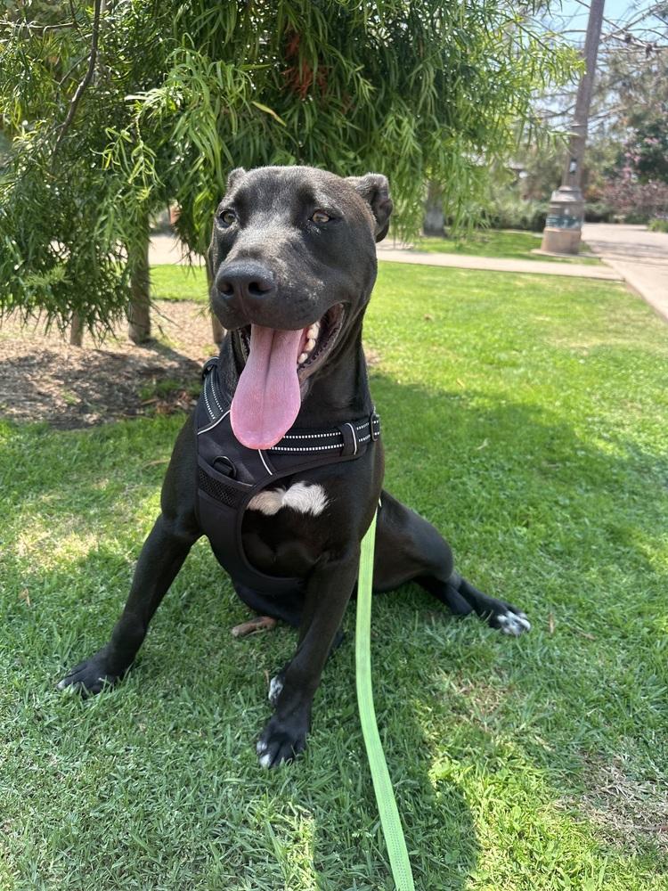 Morocco, a Adoptable mixed breed in Bonita, CA image 2/6
