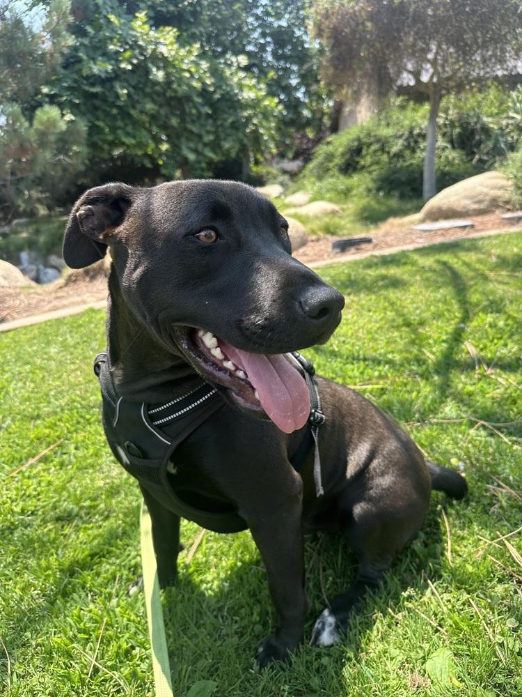 Morocco, a Adoptable mixed breed in Bonita, CA image 3/6