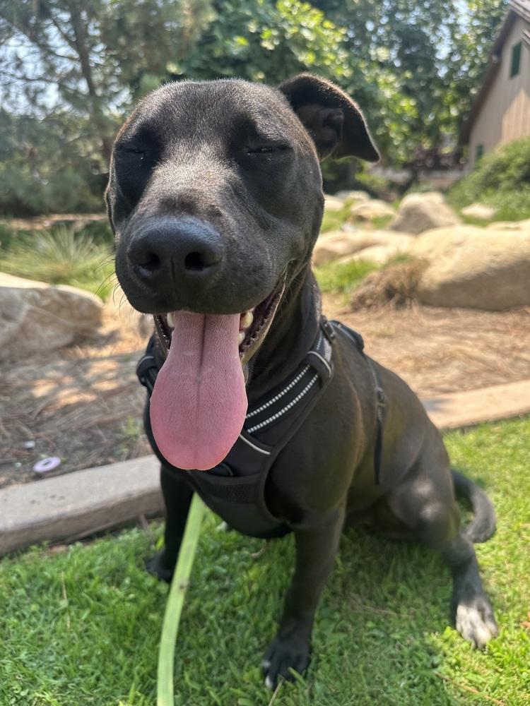 Morocco, a Adoptable mixed breed in Bonita, CA image 4/6