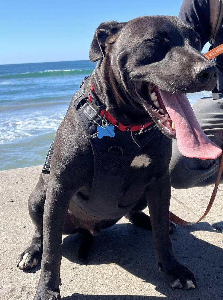 Morocco, a Adoptable mixed breed in Bonita, CA image 5/6