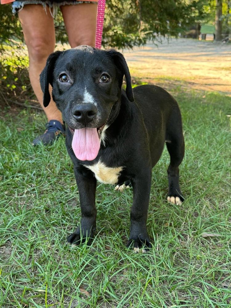 Danner, Adoptable, Puppy Male Labrador Retriever.