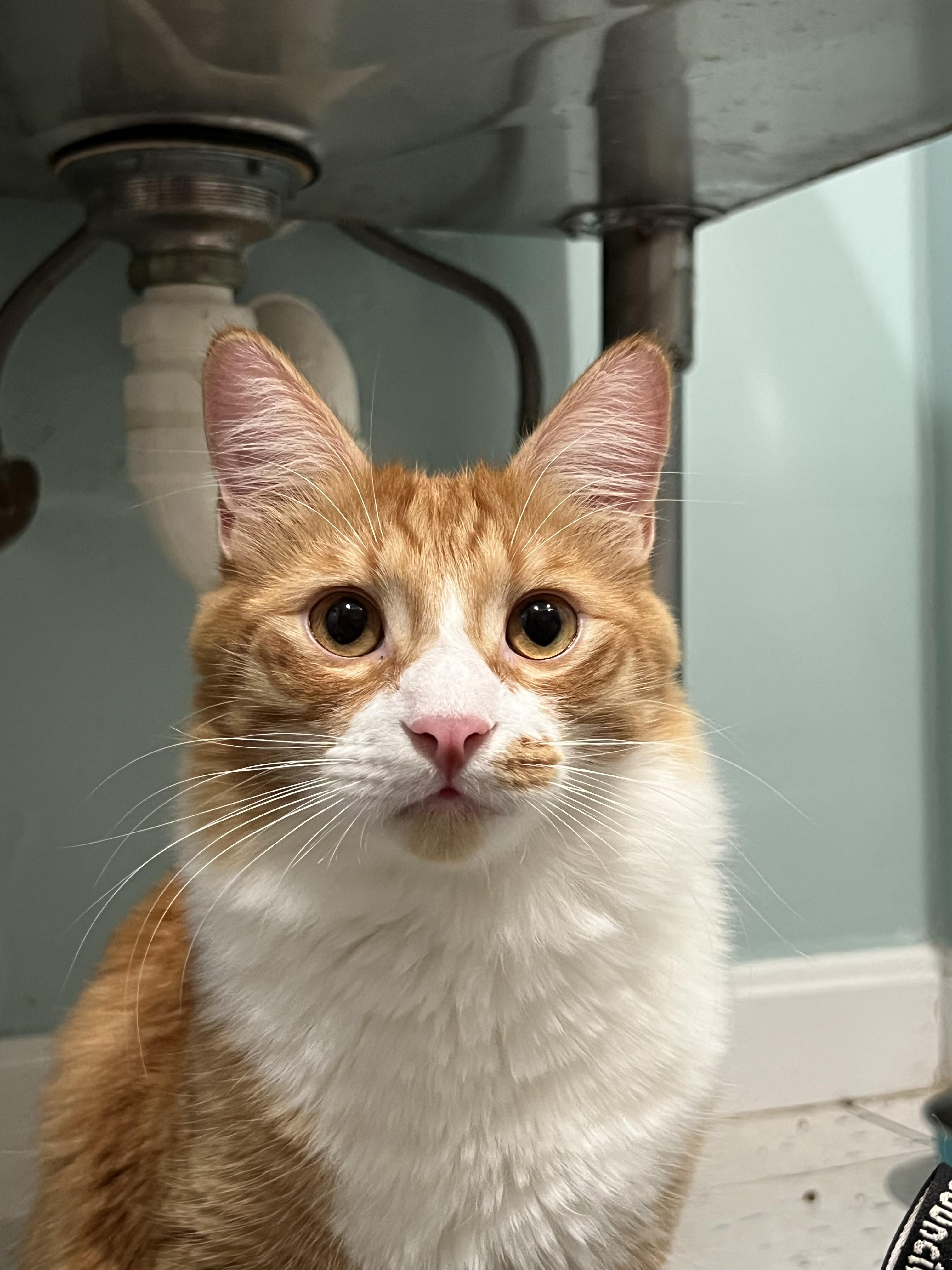 Enlarge Foxy and Squirrel, an adopted Domestic Medium Hair in Wellesley, MA image 5/6