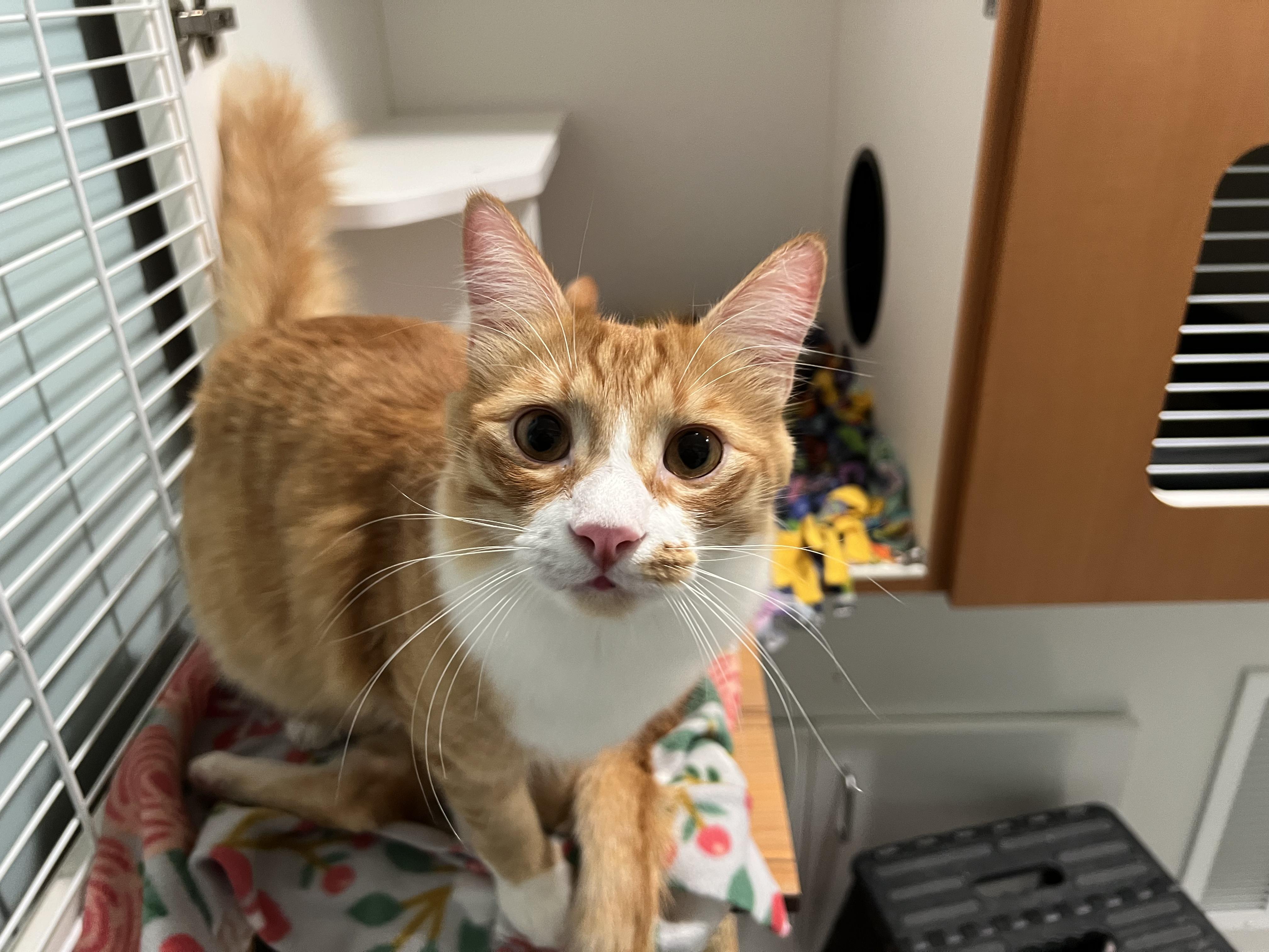 Enlarge Foxy and Squirrel, an adopted Domestic Medium Hair in Wellesley, MA image 1/6