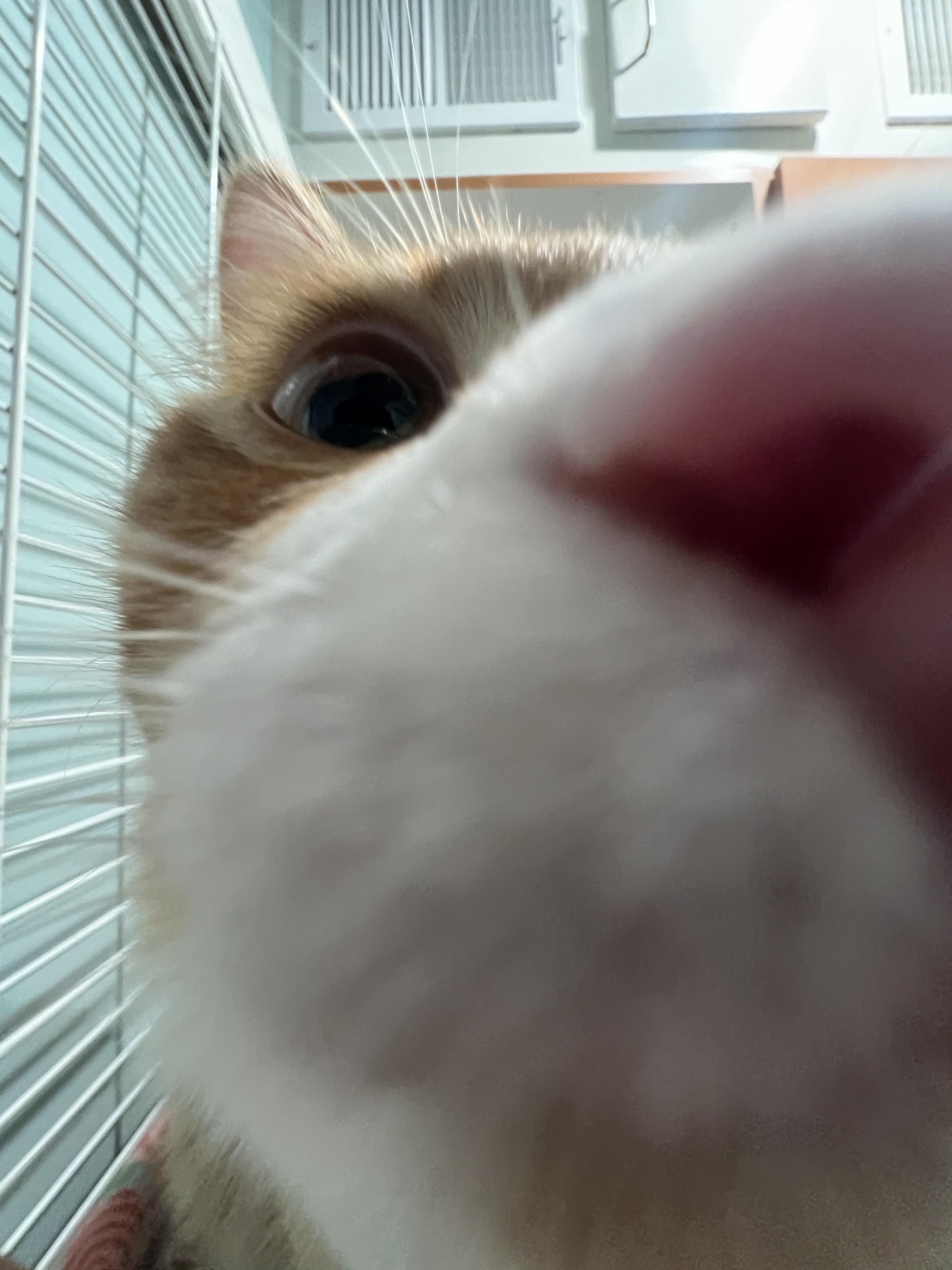 Enlarge Foxy and Squirrel, an adopted Domestic Medium Hair in Wellesley, MA image 6/6