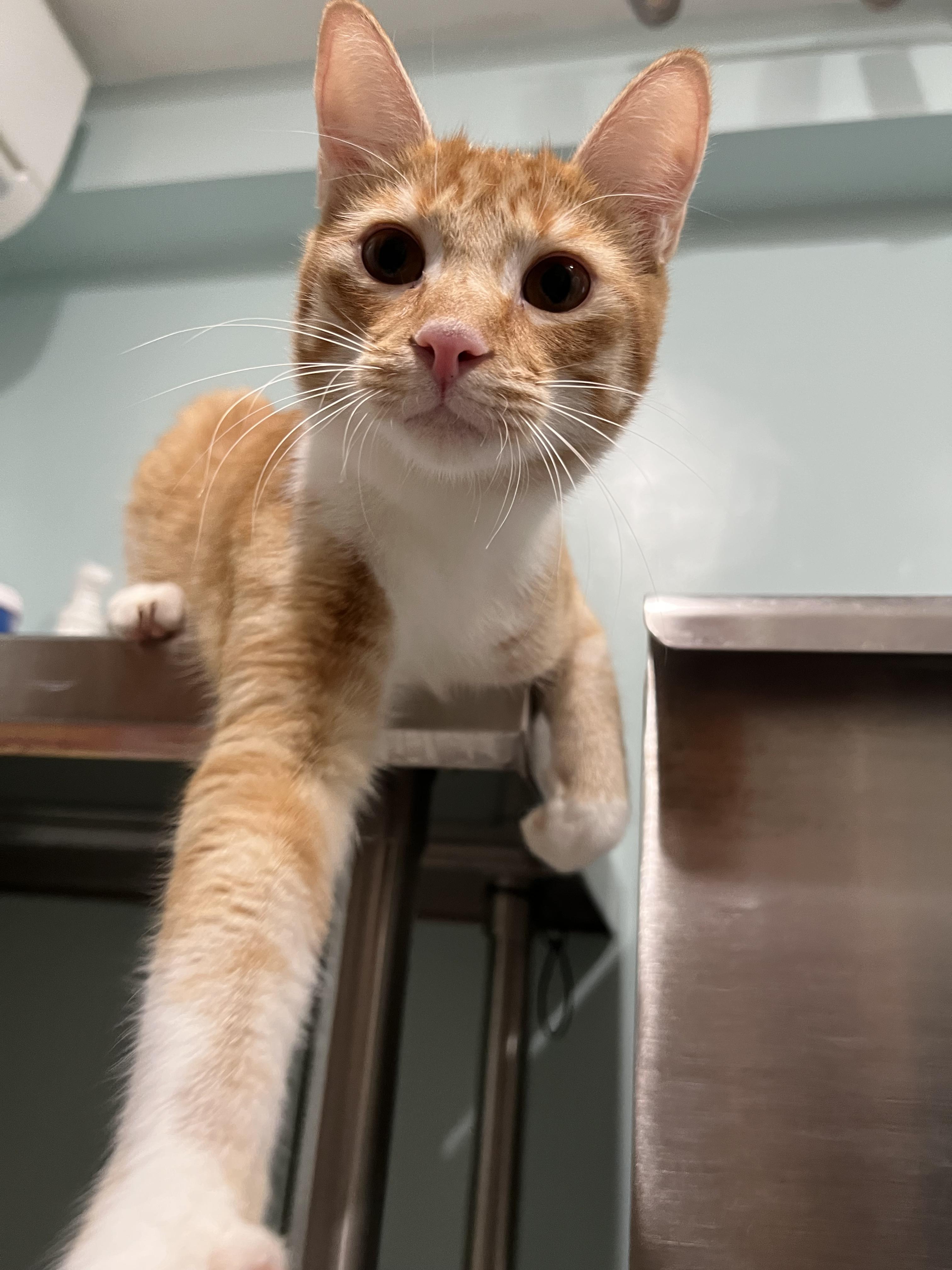 Enlarge Foxy and Squirrel, an adopted Domestic Medium Hair in Wellesley, MA image 2/6