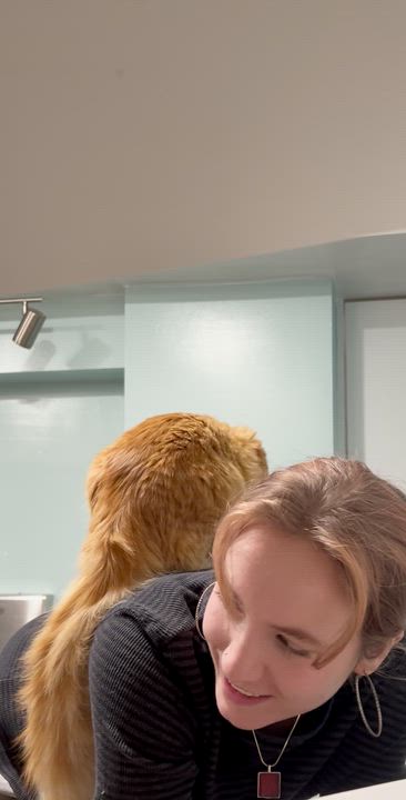 Enlarge Foxy and Squirrel, an adopted Domestic Medium Hair in Wellesley, MA video 3/6