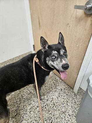 Pepper, Adoptable, Adult Male Mixed Breed & Mixed Breed.