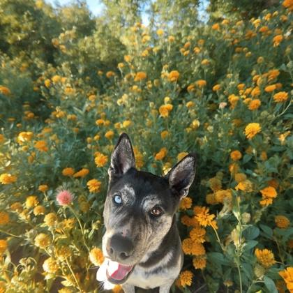 Pepper, Adoptable, Adult Male Mixed Breed & Mixed Breed.
