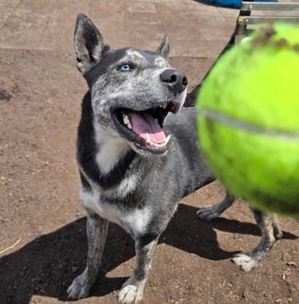 Enlarge Pepper, a Adoptable Mixed Breed in Pendleton, OR image 3/3