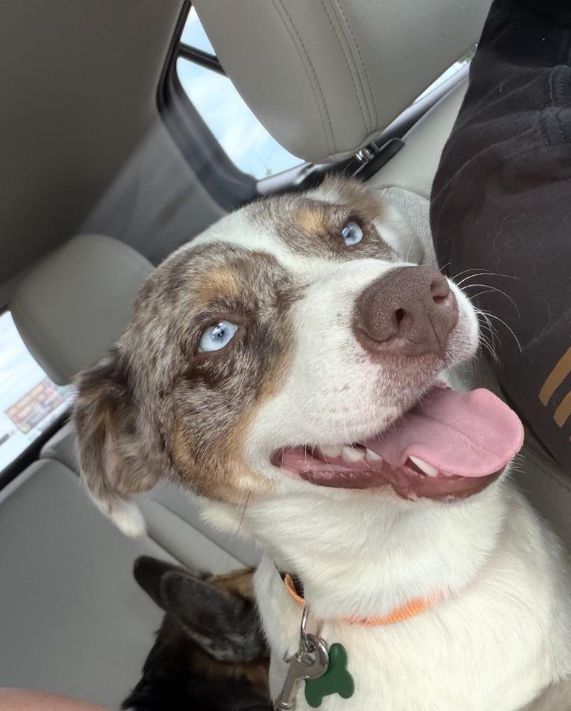Sue, a Adoptable mixed breed in Clovis, NM image 1/6