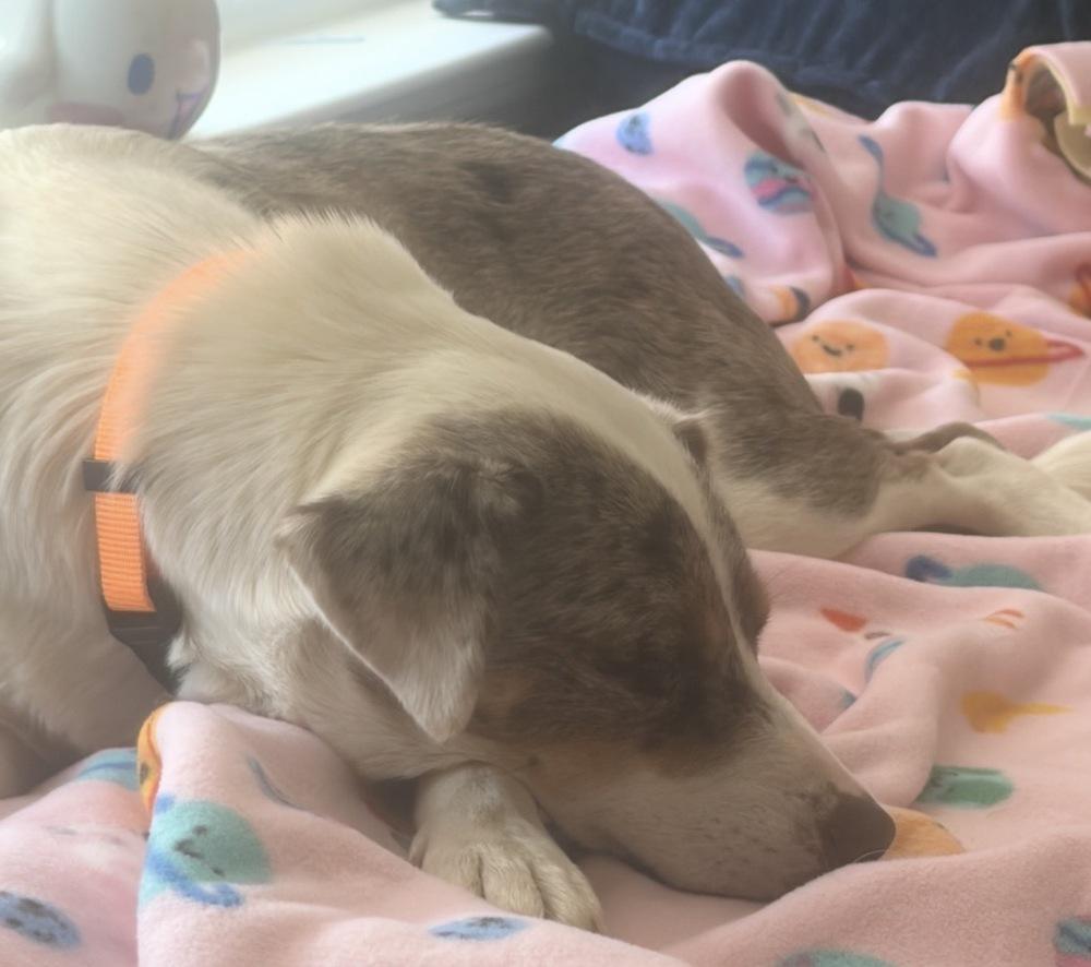 Sue, a Adoptable mixed breed in Clovis, NM image 3/6