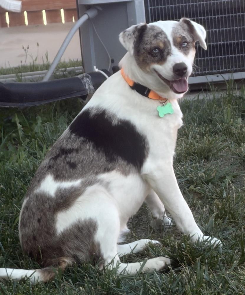 Sue, a Adoptable mixed breed in Clovis, NM image 5/6