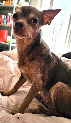Enlarge Piper Pixie, a Adoptable Chihuahua in Pittsburg, CA image 2/2