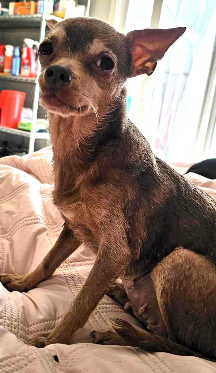 Piper Pixie, a Adoptable Chihuahua in Pittsburg, CA image 2/2