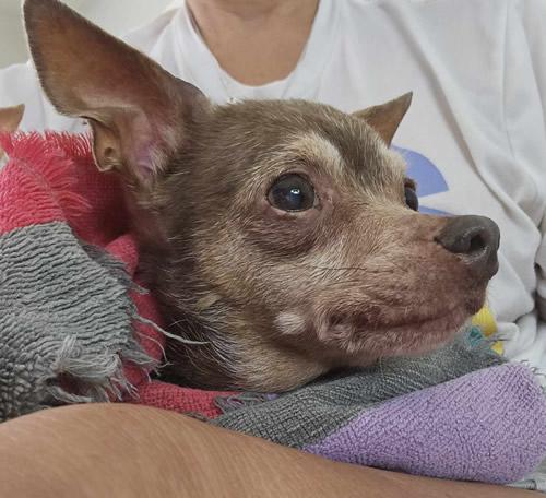 Piper Pixie, a Adoptable Chihuahua in Pittsburg, CA image 1/2