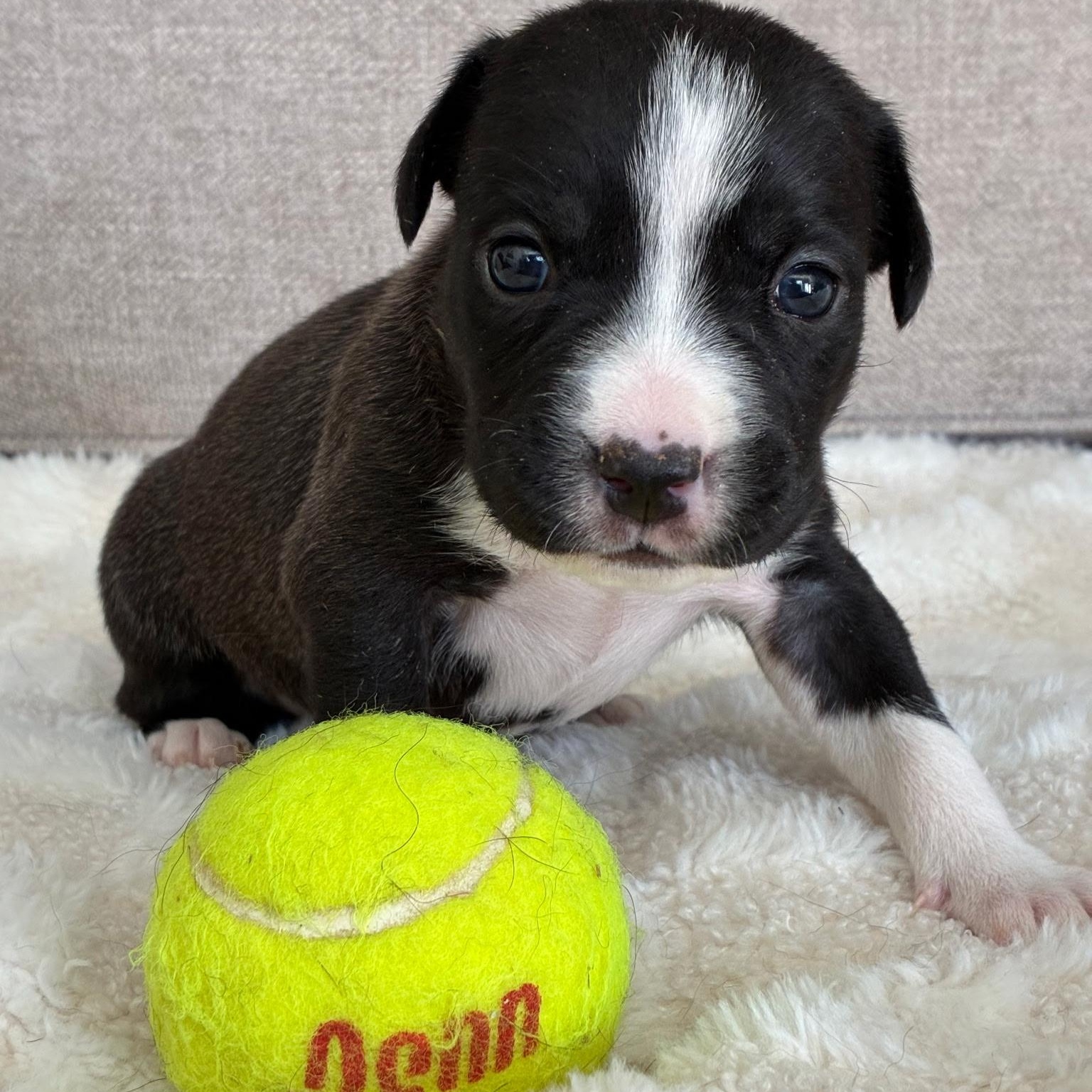 Jolene, a Adoptable mixed breed in Waxhaw, NC image 4/5
