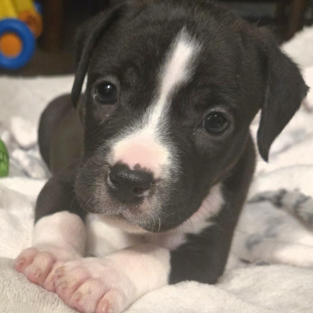 Jolene, a Adoptable mixed breed in Waxhaw, NC image 3/5