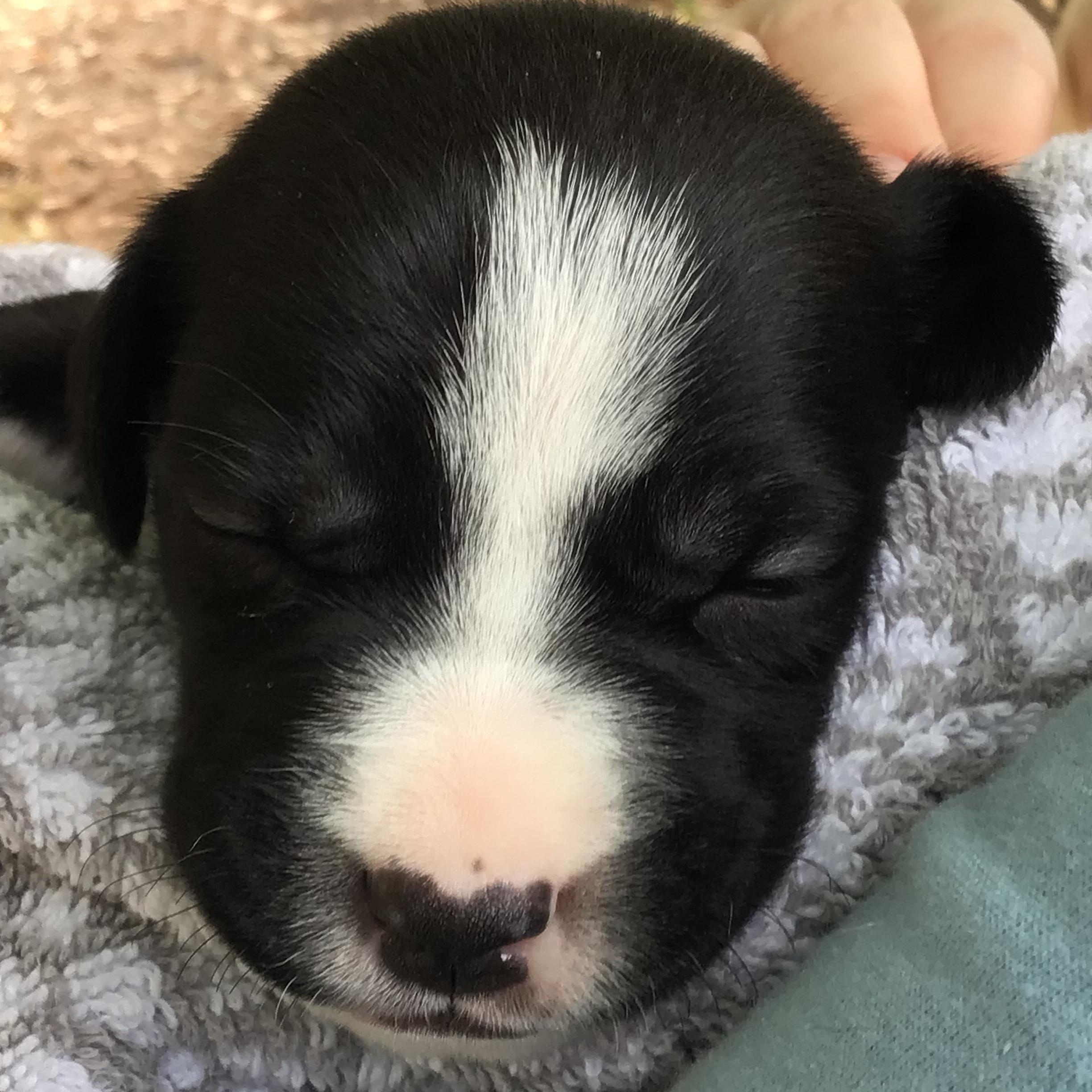 Jolene, a Adoptable mixed breed in Waxhaw, NC image 5/5