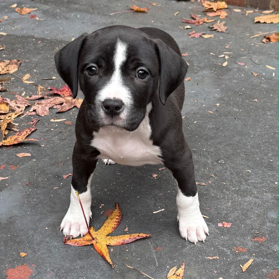 Jolene, Adoptable, Puppy Female Terrier & Boxer.