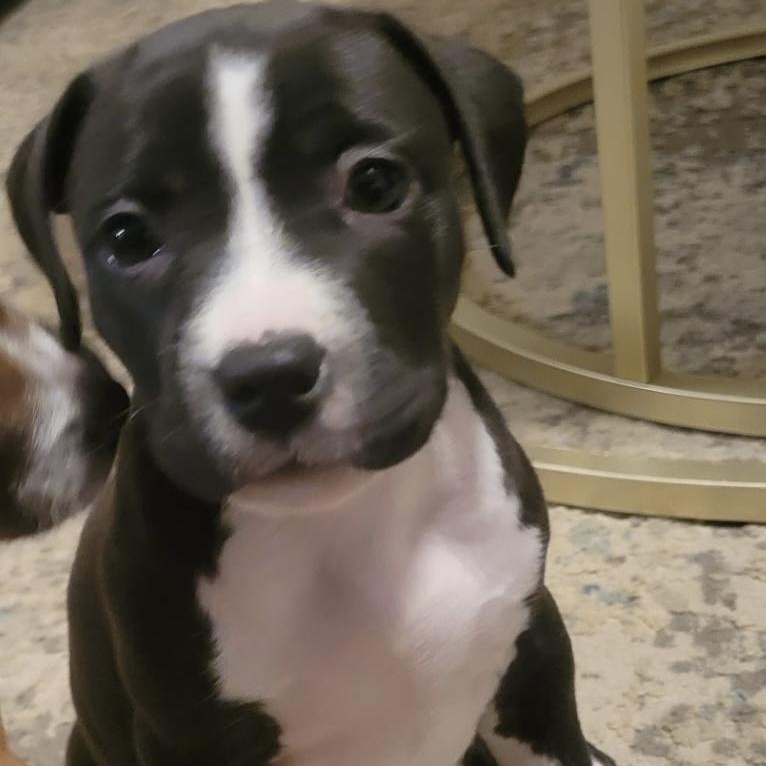 Jolene, a Adoptable mixed breed in Waxhaw, NC image 2/5