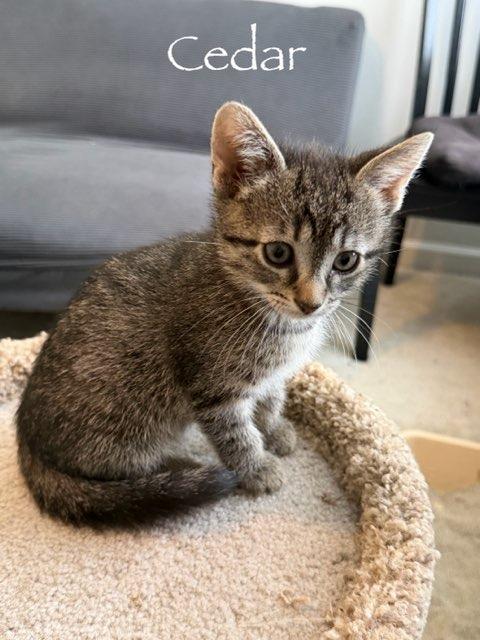 Enlarge Cedar, a Adoptable mixed breed in Hamilton, OH image 1/1