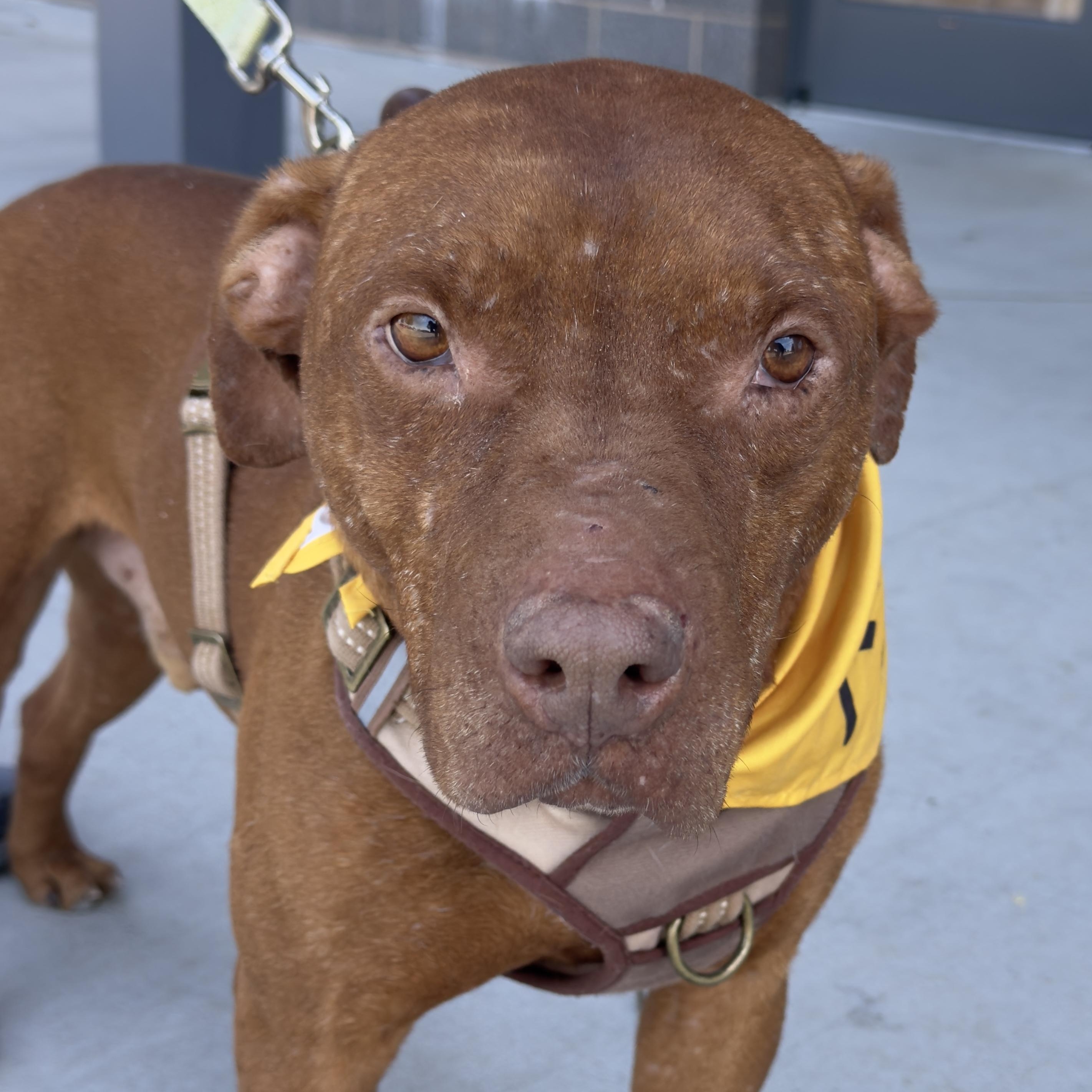 Enlarge Diesel , a ADOPTABLE Mixed Breed in Lancaster, SC image 1/1