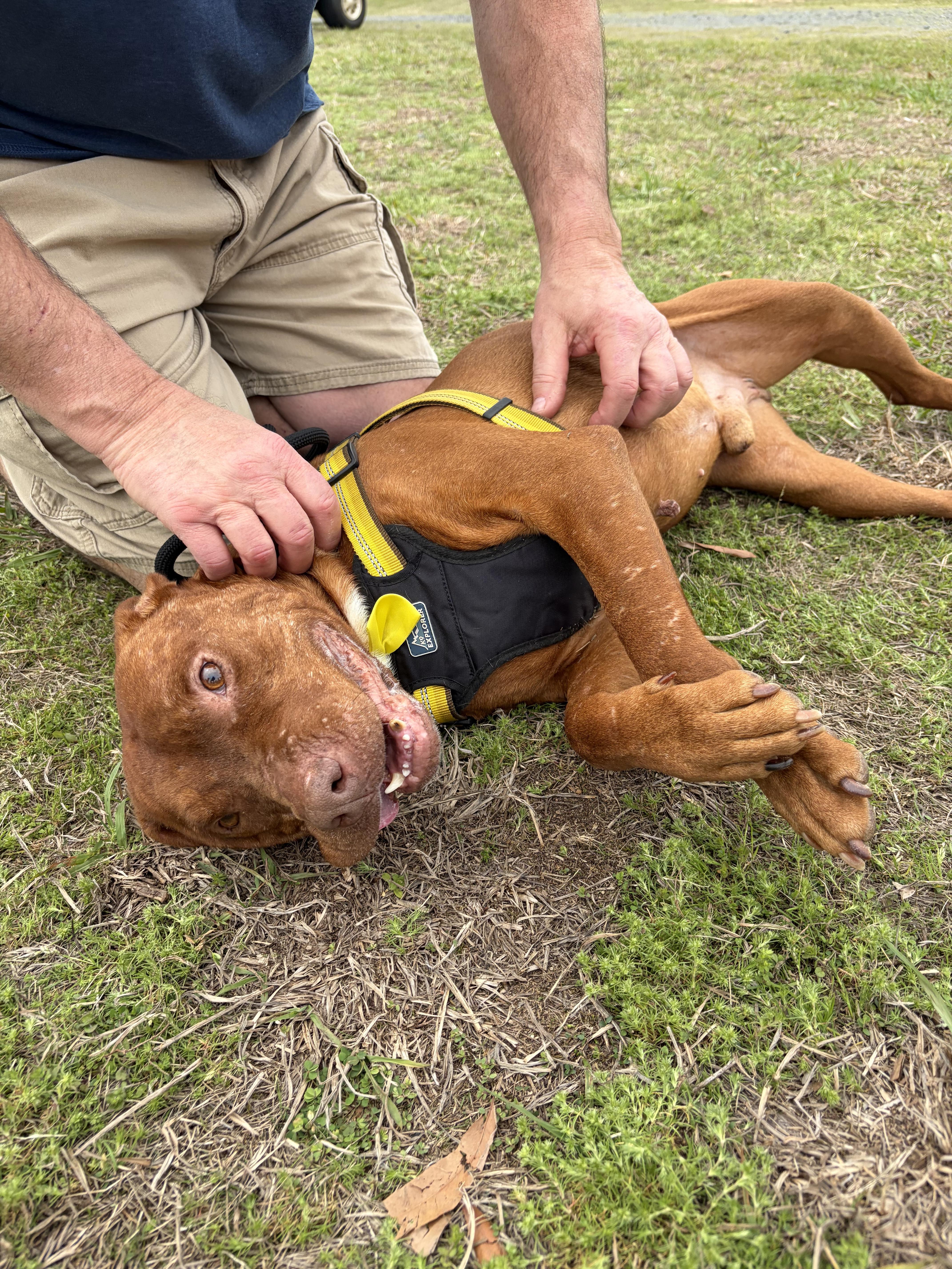 Enlarge Diesel , a ADOPTABLE Mixed Breed in Lancaster, SC image 1/1