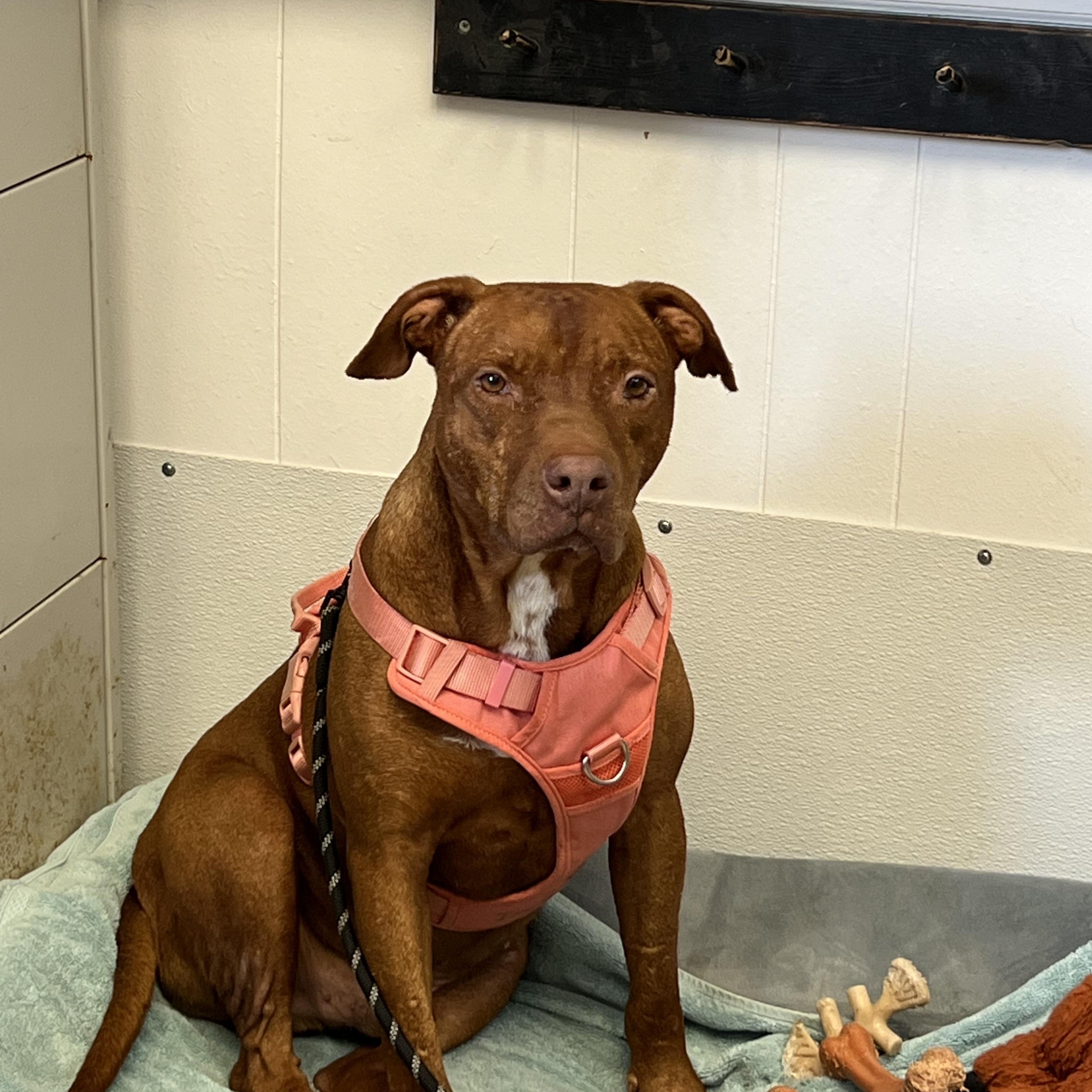 Enlarge Diesel , a Adoptable Mixed Breed in Lancaster, SC image 1/1