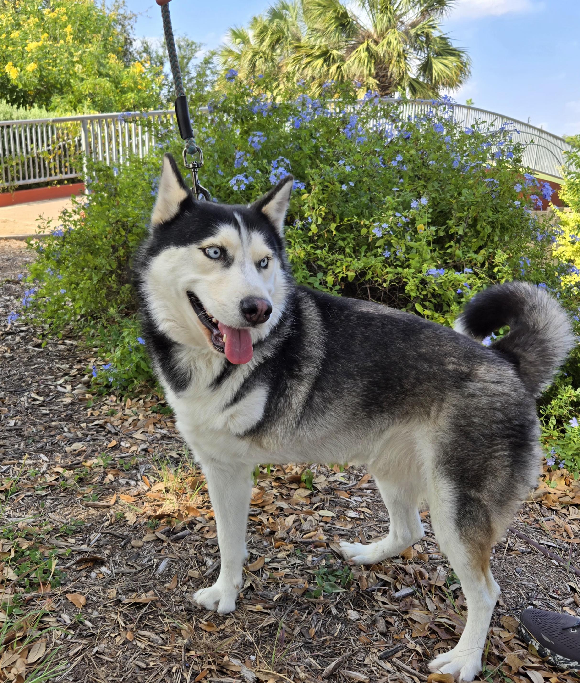 Enlarge Tobi, a Adoptable Husky in Edinburg, TX image 1/4