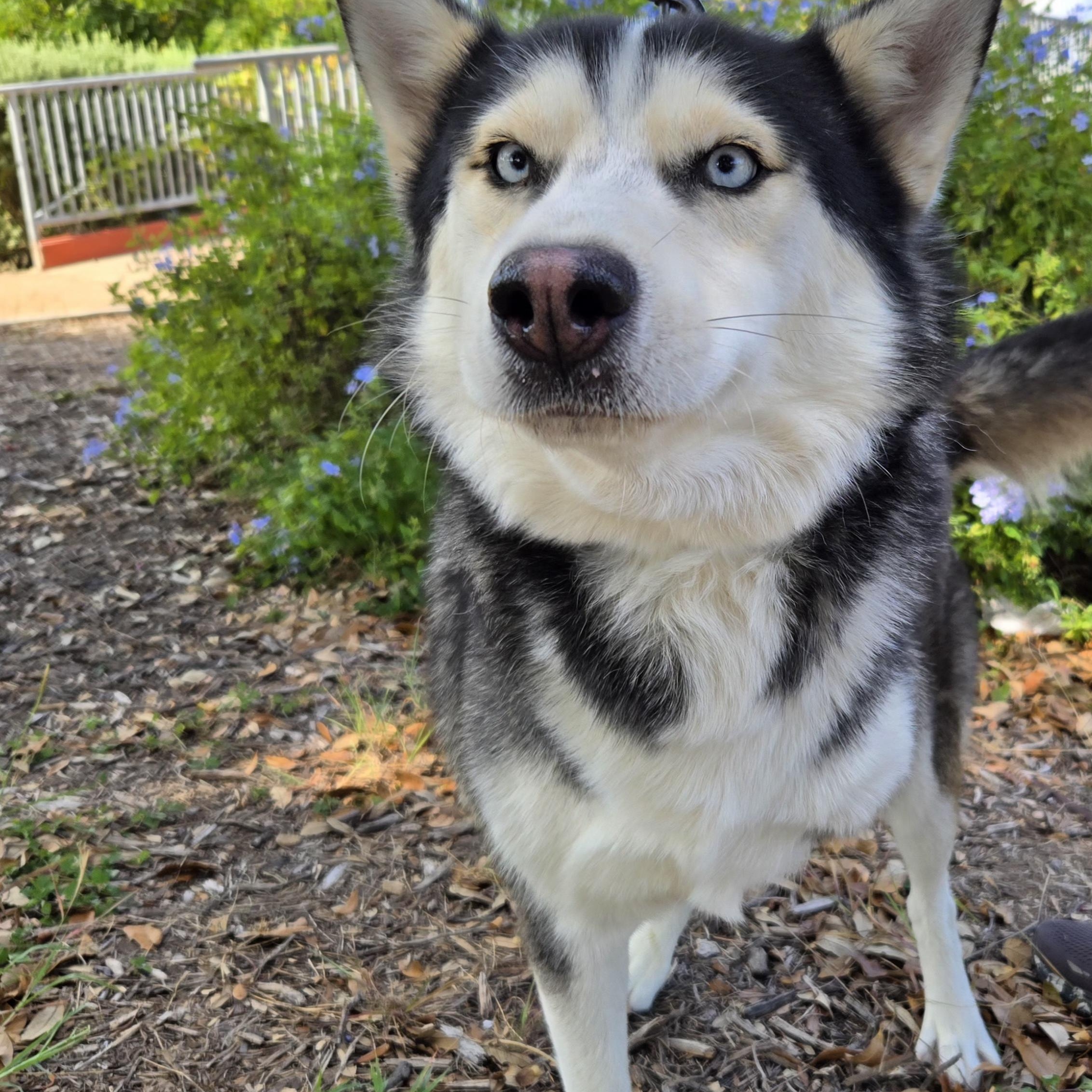 Enlarge Tobi, a Adoptable Husky in Edinburg, TX image 2/4