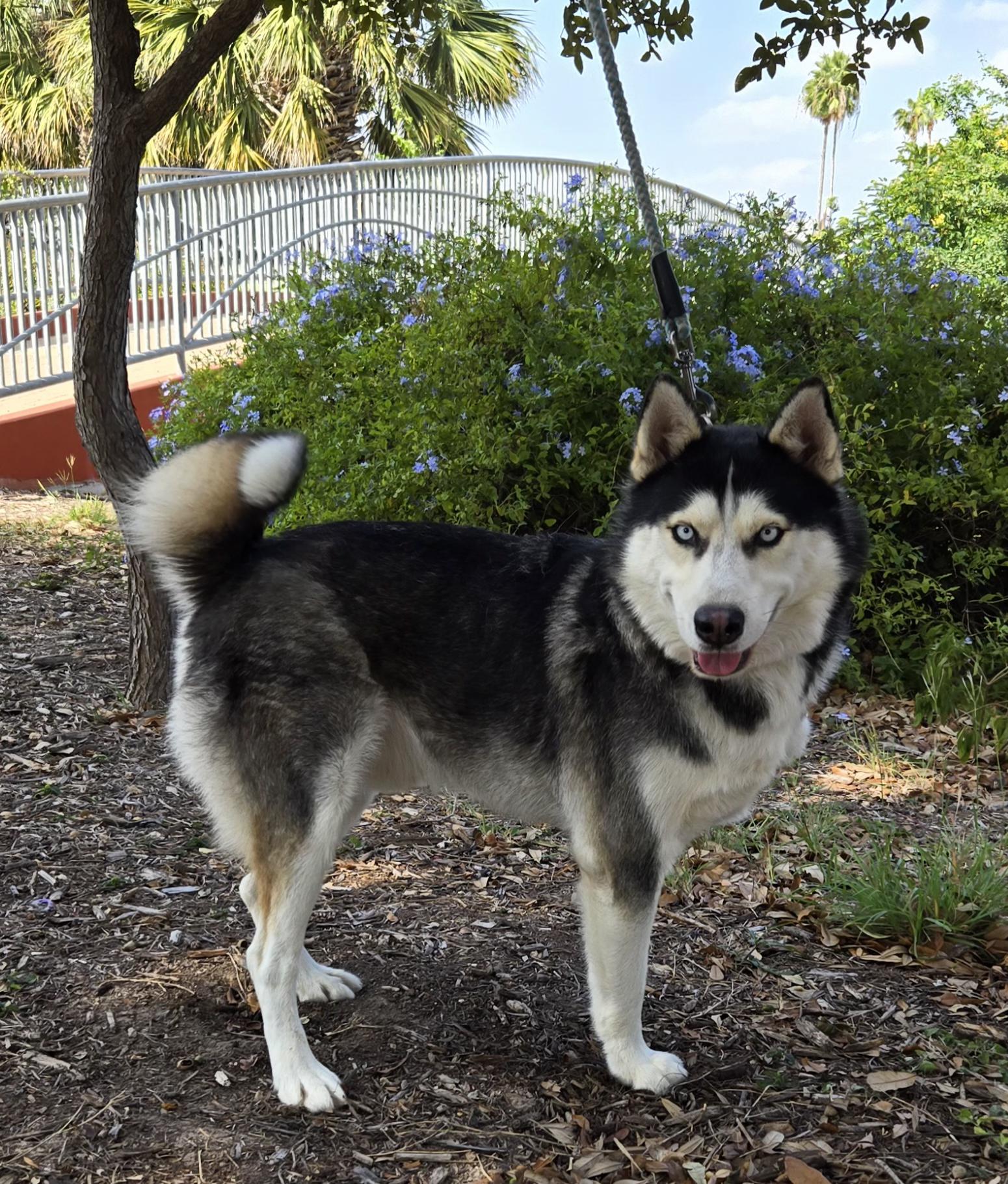 Enlarge Tobi, a Adoptable Husky in Edinburg, TX image 3/4