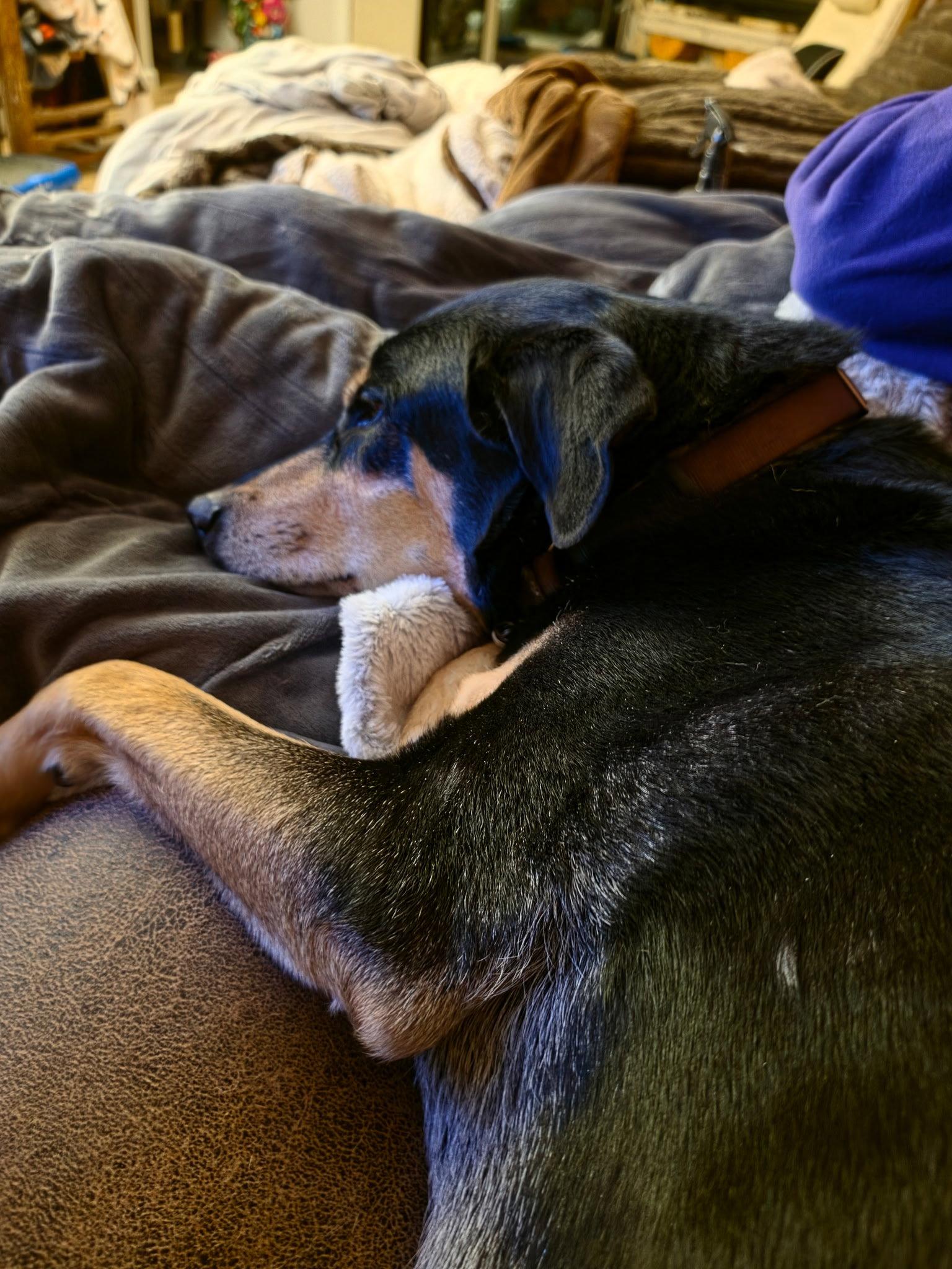Bug, Adoptable, Senior Male Doberman Pinscher & Siberian Husky.