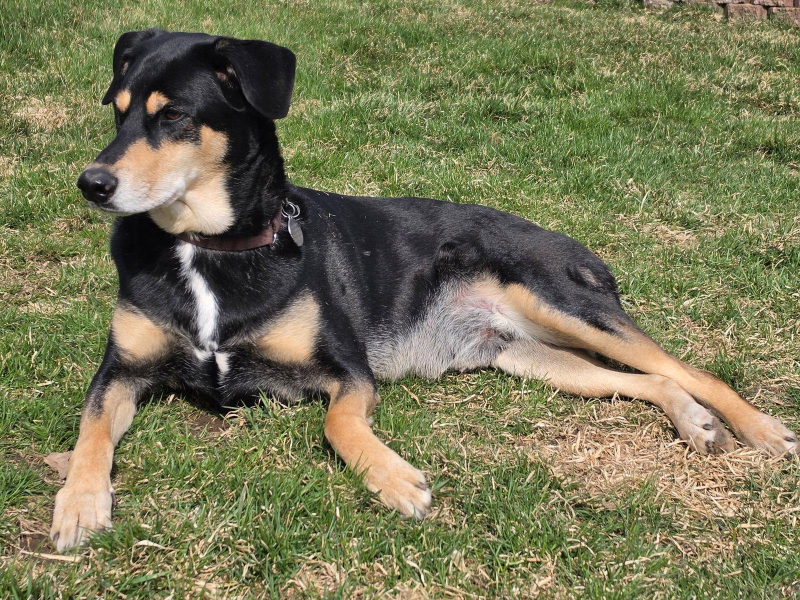 Bug, a Adoptable mixed breed in Minneapolis, MN image 2/3