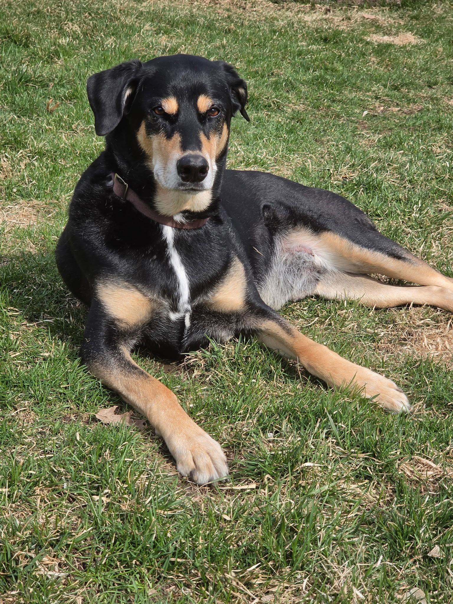 Bug, a Adoptable mixed breed in Minneapolis, MN image 2/3