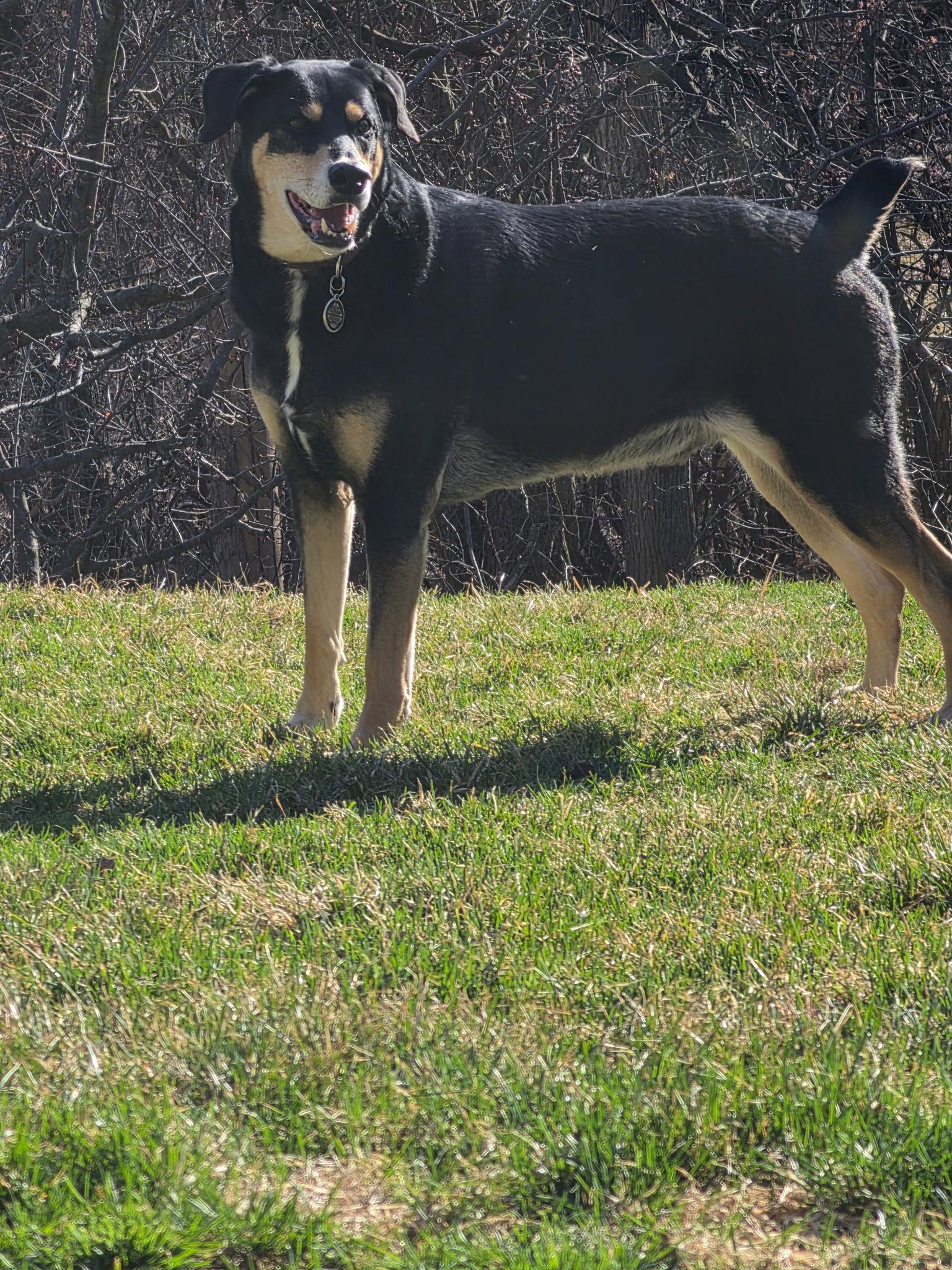 Bug, a Adoptable mixed breed in Minneapolis, MN image 3/3