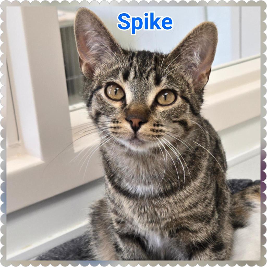 Enlarge Spike, a Adoptable mixed breed in North Saint Paul, MN image 3/6