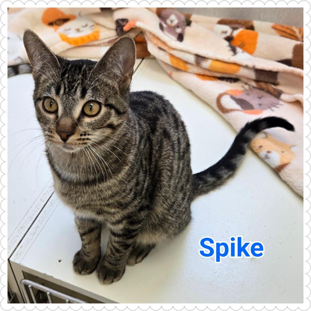 Enlarge Spike, a Adoptable mixed breed in North Saint Paul, MN image 4/6