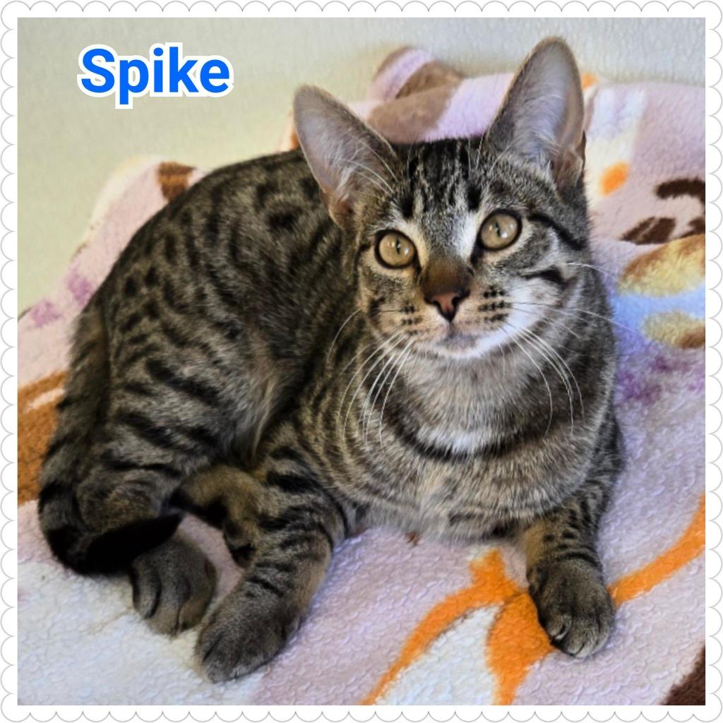 Enlarge Spike, a Adoptable mixed breed in North Saint Paul, MN image 5/6