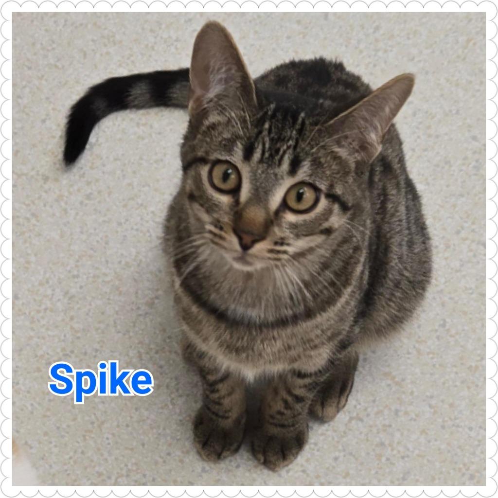 Enlarge Spike, a Adoptable mixed breed in North Saint Paul, MN image 6/6
