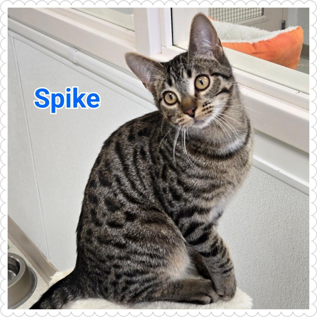Enlarge Spike, a Adoptable mixed breed in North Saint Paul, MN image 2/6