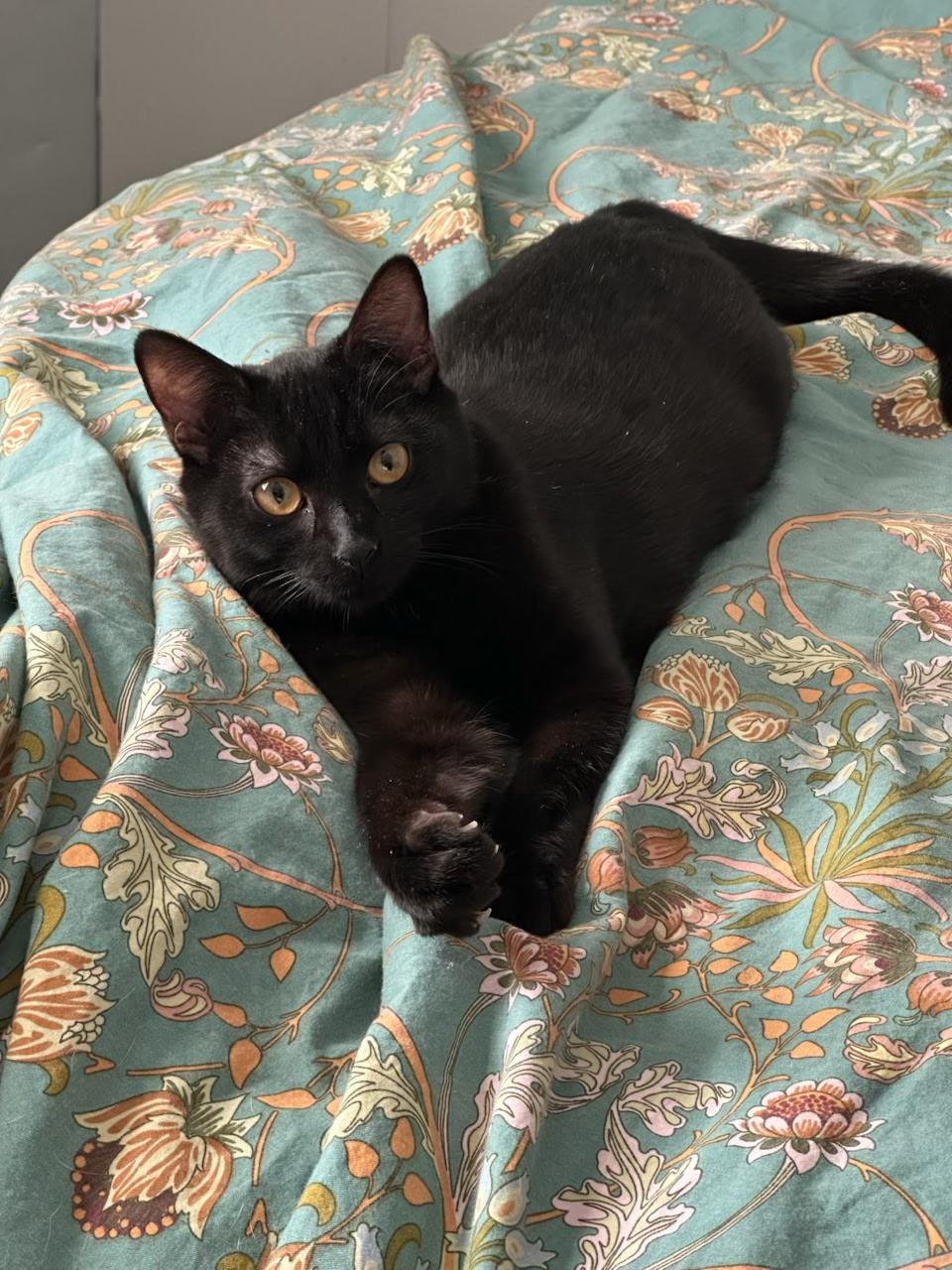 Enlarge Fluffy , a ADOPTABLE mixed breed in Succasunna, NJ image 5/5