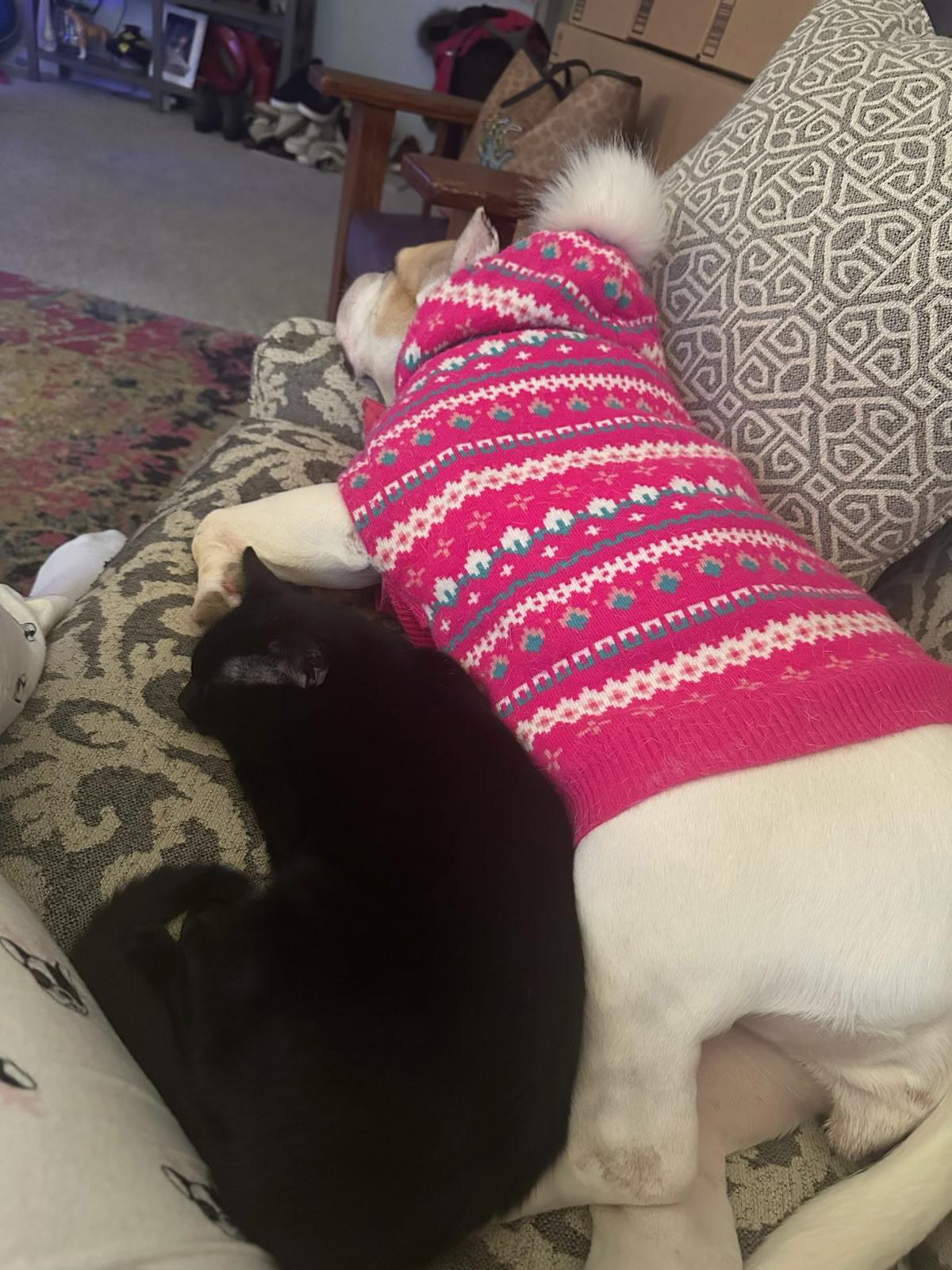 Enlarge Fluffy , a ADOPTABLE mixed breed in Succasunna, NJ image 4/5