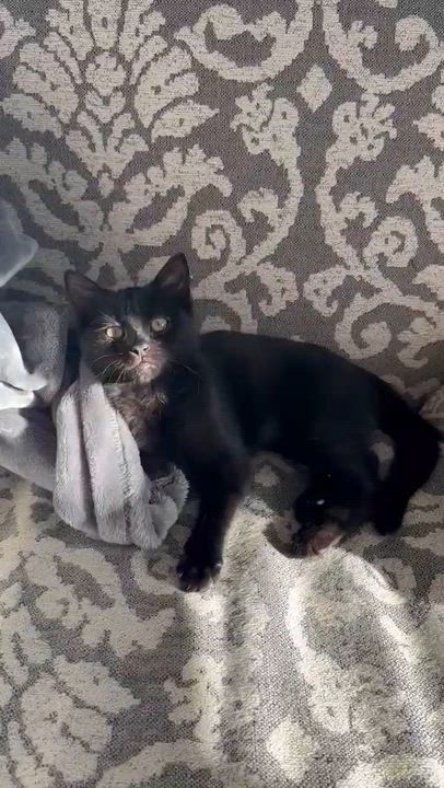 Enlarge Fluffy , a ADOPTABLE mixed breed in Succasunna, NJ video 3/5