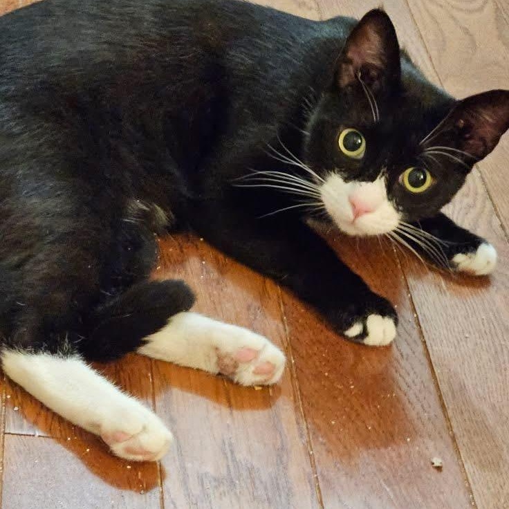 Jellyman, an adoptable Domestic Medium Hair in Eureka, CA, 95503 | Photo Image 1