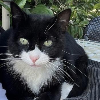 Jellyman, an adoptable Domestic Medium Hair in Eureka, CA, 95503 | Photo Image 2