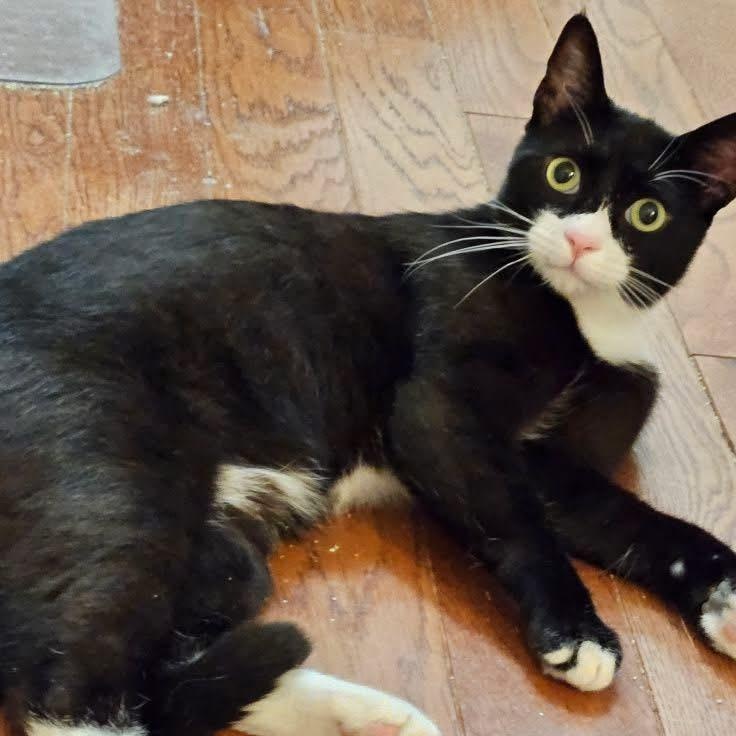 Jellyman, an adoptable Domestic Medium Hair in Eureka, CA, 95503 | Photo Image 3