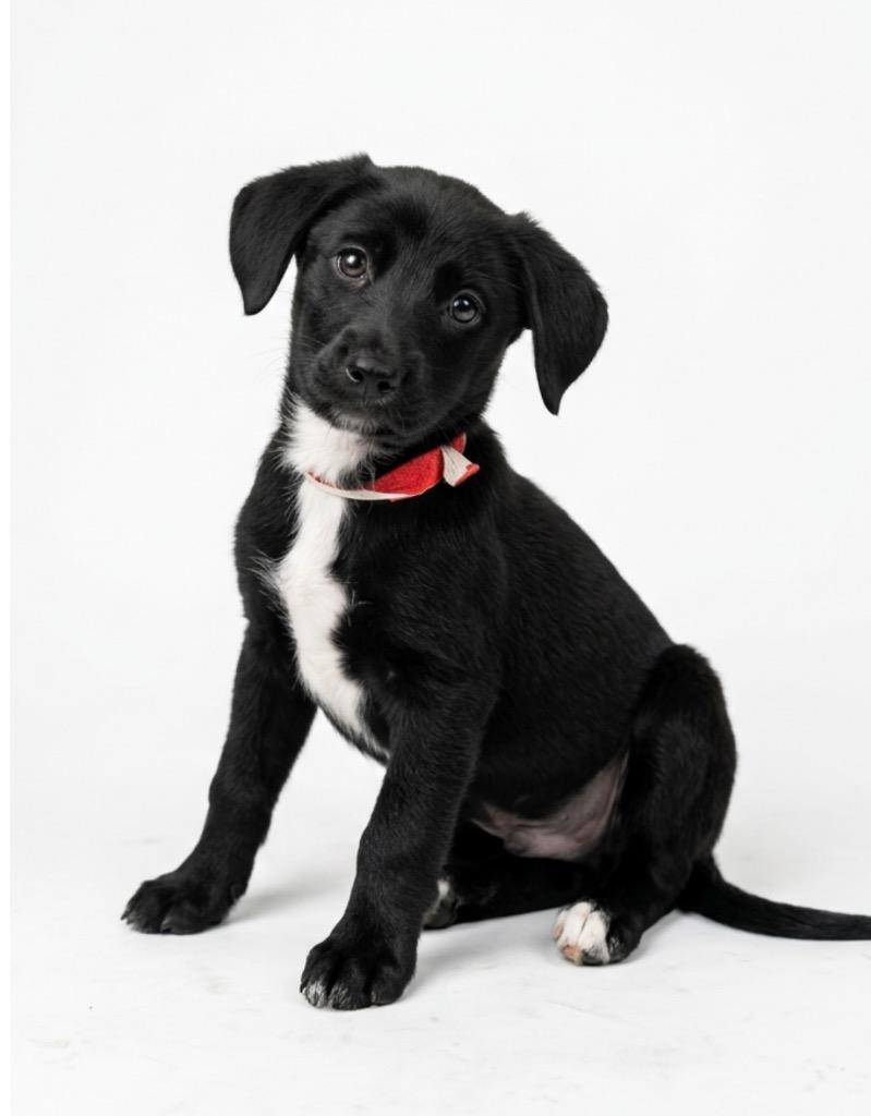 Finn, Adoptable, Puppy Male Shepherd & Mixed Breed.