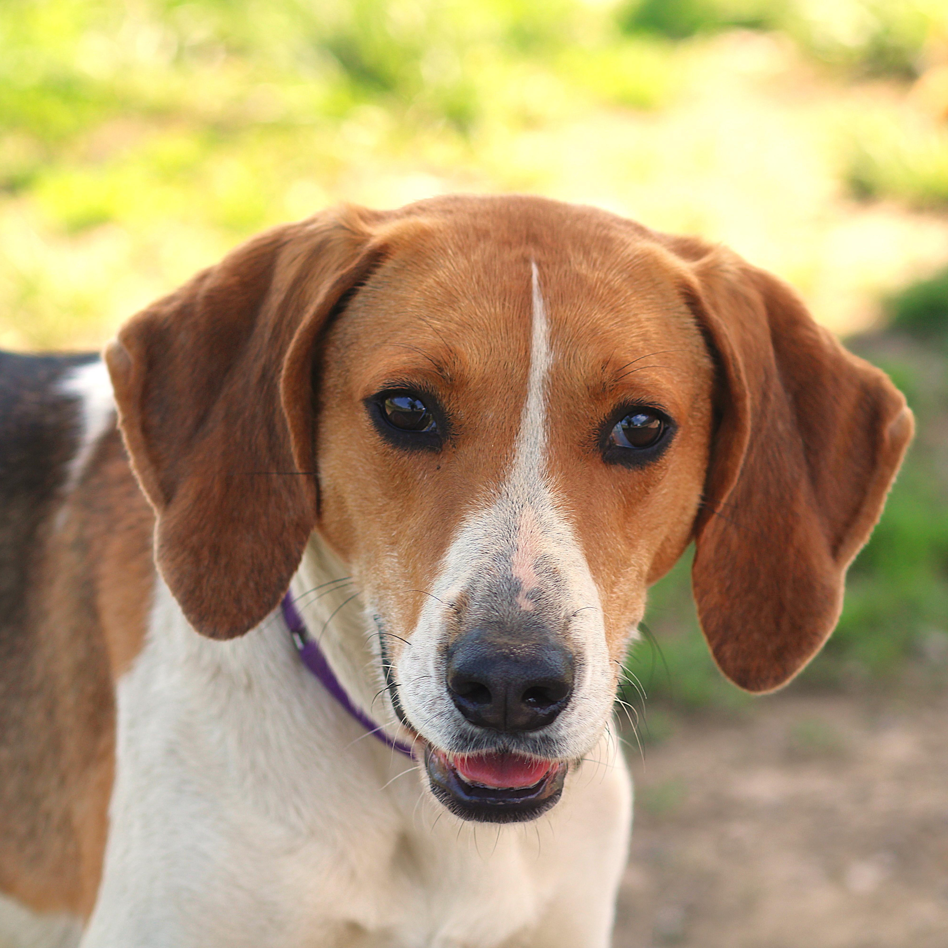 Oracle, a ADOPTABLE Mixed Breed in Cooperstown, NY image 1/5