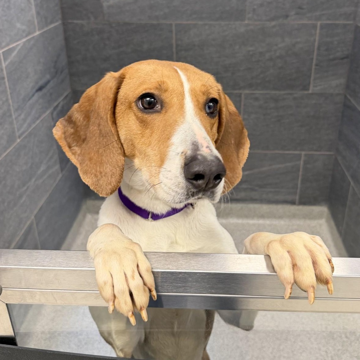 Oracle, a ADOPTABLE Mixed Breed in Cooperstown, NY image 5/5